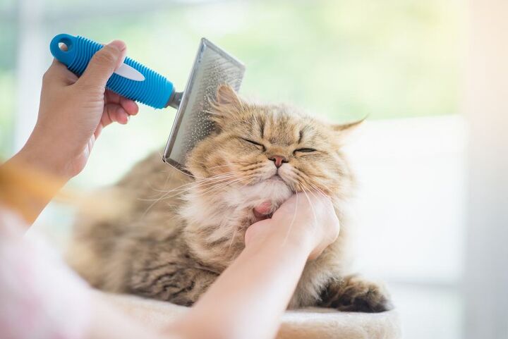 best cat hair brushes