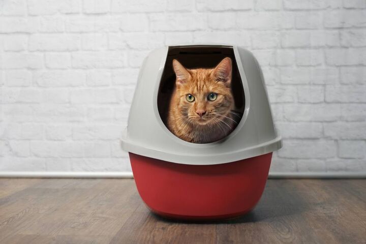 best cat litter waste receptacles