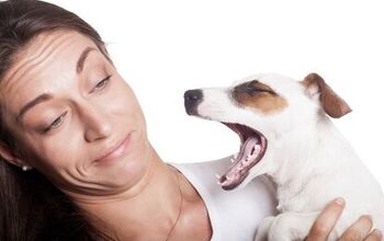 Why Bad Dog Breath Is A Big Problem