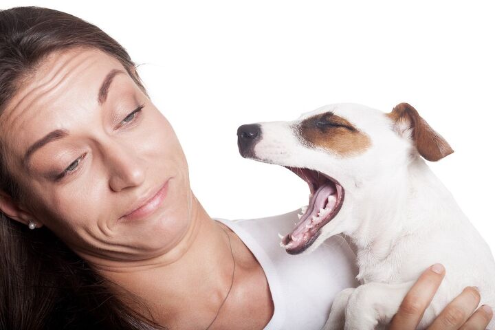 why bad dog breath is a big problem