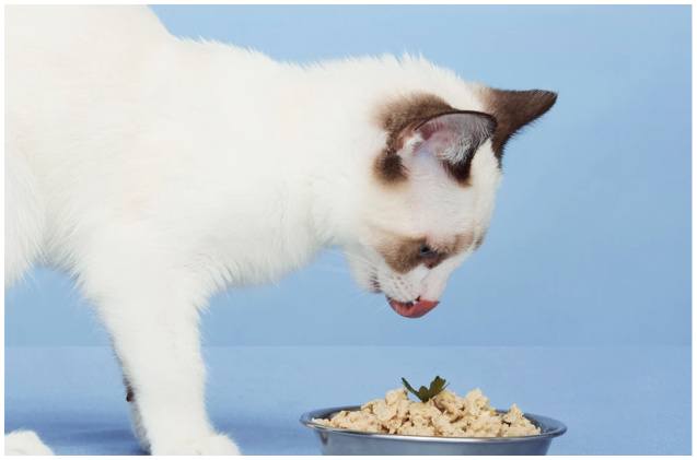 ding dong smalls delivers your cats delectable dinner