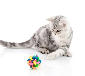 Best Cat Ball Toys