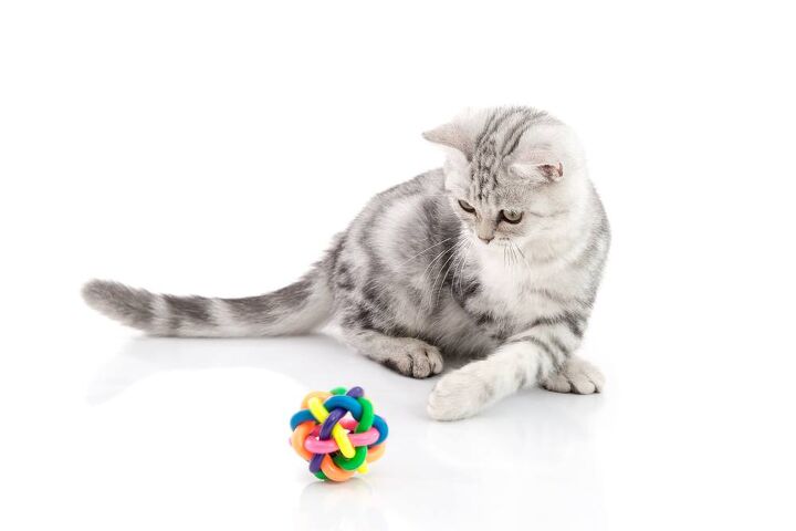 best cat ball toys