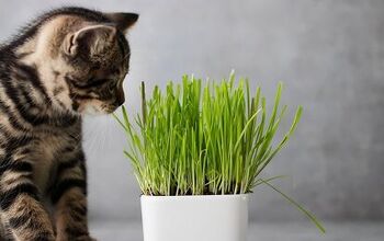 Best Cat Grass