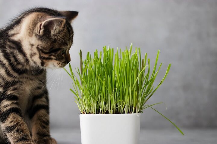 best cat grass
