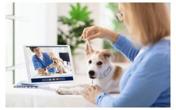 Top 10 Best Virtual Vets: Veterinary Telemedicine For Your Pets
