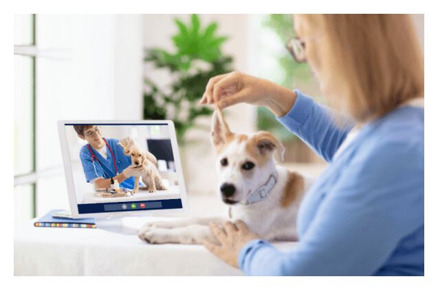 top 10 best virtual vets veterinary telemedicine for your pets