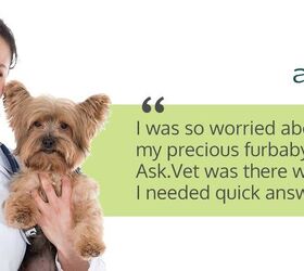 top 10 best virtual vets veterinary telemedicine for your pets