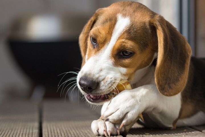 best rawhide chews for dogs with sensitive stomachs