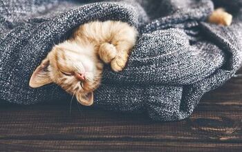Best Cat Blankets