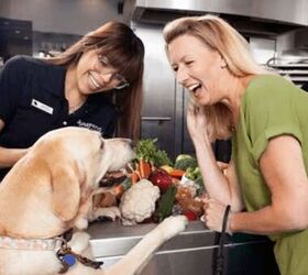just food for dogs freshly made dog food that focuses on your dogs