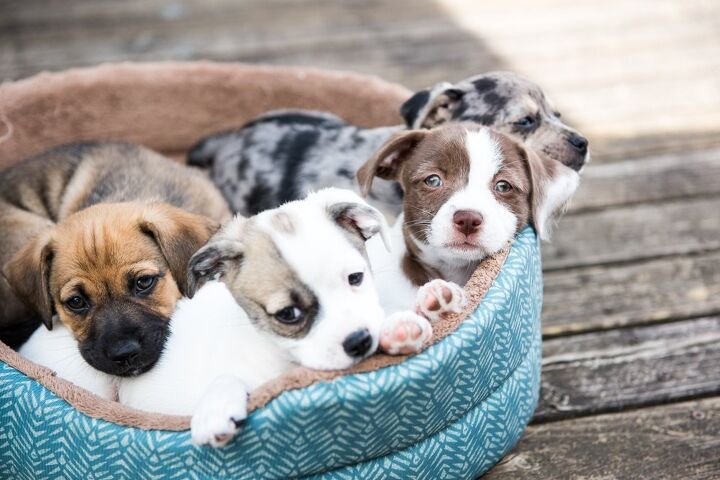 new puppy checklist everything you ll need