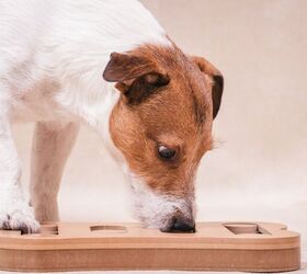 Best Food Puzzles for Dogs