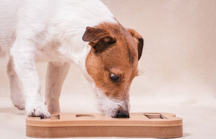 best food puzzles for dogs
