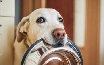 Freeze Dried Dog Food: What You Need To Know