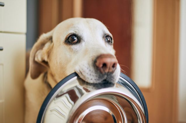 Freeze Dried Dog Food: What You Need To Know | PetGuide