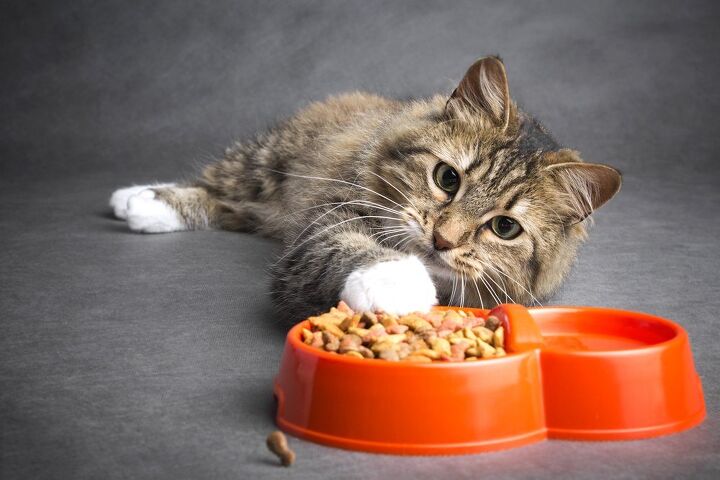 best dry cat food