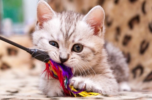 best cat toys