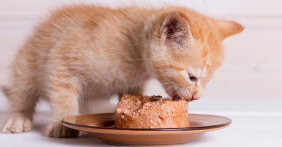 Best Kitten Food | PetGuide