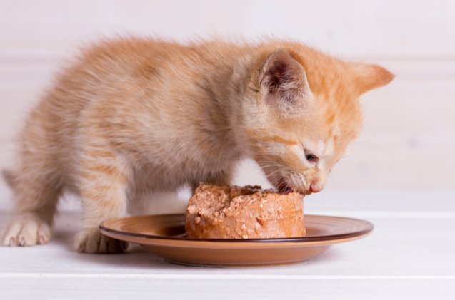 best kitten food