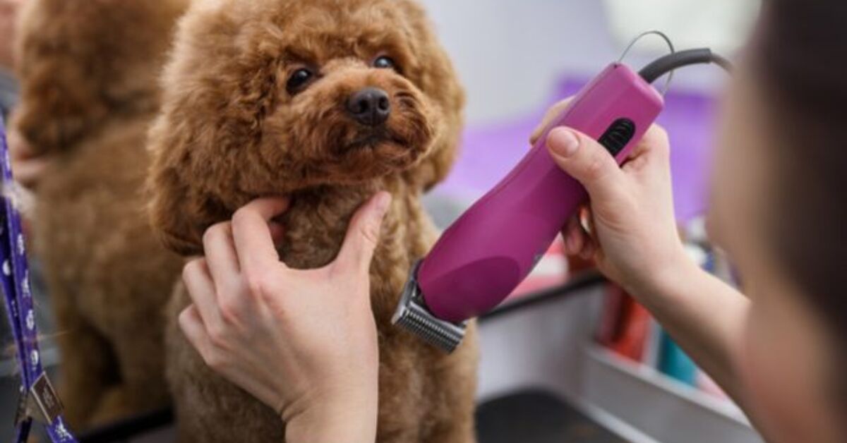 Best Dog Clippers | PetGuide