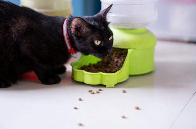 best automatic cat feeders