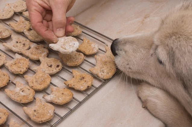 best dog treats