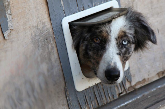 best dog door