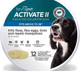 Most effective flea collar for outlet dogs