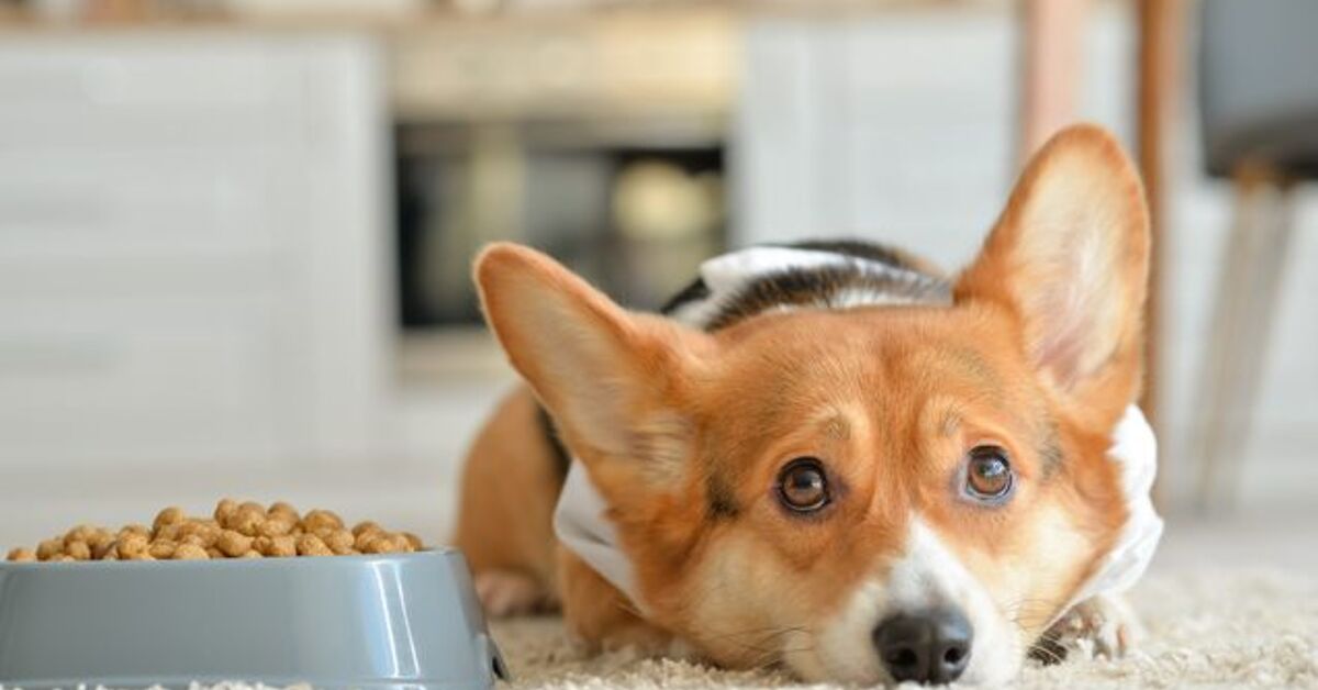 Best Dog Food For Beagle With Sensitive Stomach Best Dog Food for Sensitive Stomachs | PetGuide