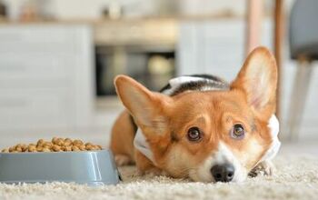 Best Dog Food for Sensitive Stomachs