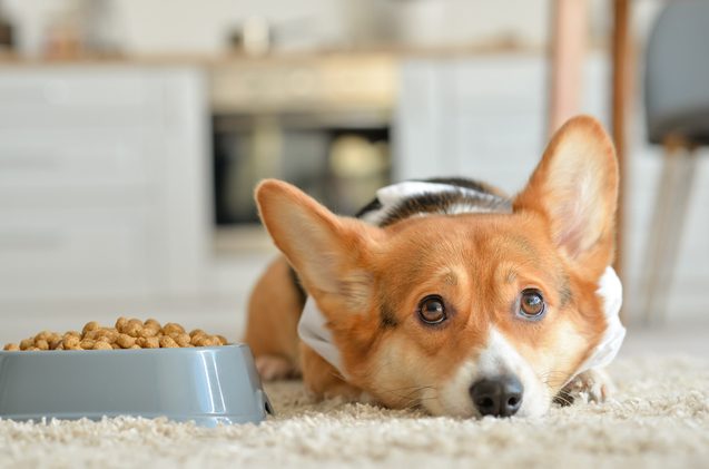 best dog food for sensitive stomachs