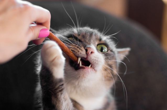 Best Cat Treats PetGuide