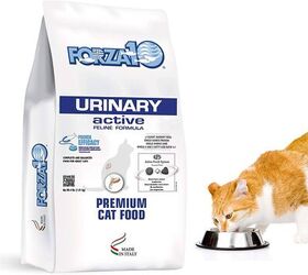 Best Vet Recommended Cat Food | PetGuide