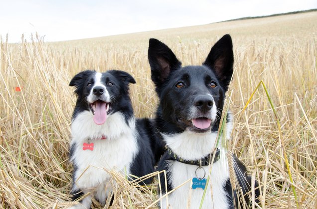 best dog id tags