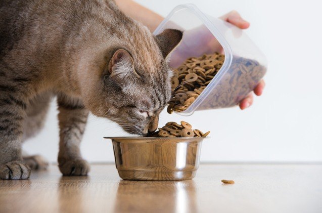 best hypoallergenic cat food