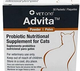 Best Probiotics For Cats | PetGuide