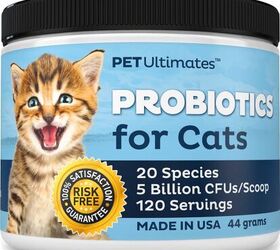 Best Probiotics For Cats | PetGuide