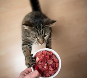 Best Raw Cat Foods