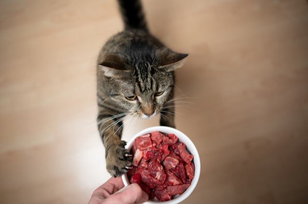 best raw cat foods