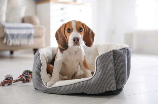 best dog beds