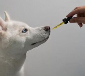 Best Fish Oil for Dogs