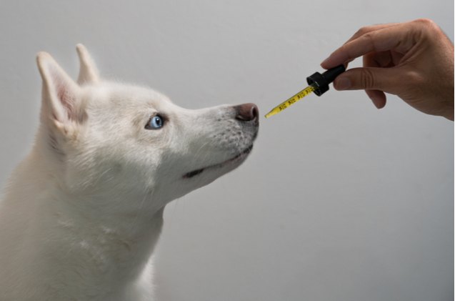 best fish oil for dogs