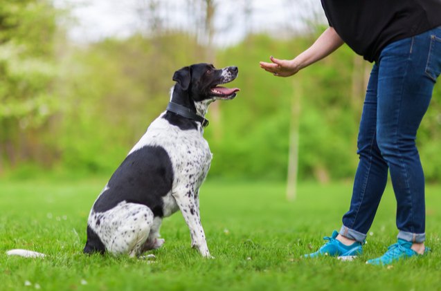 best dog training books