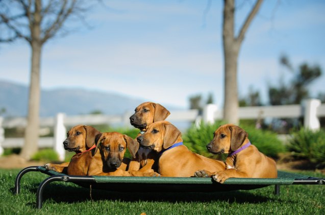 best elevated dog bed