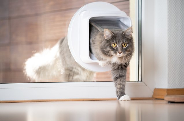 best cat door