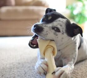 best dog chews