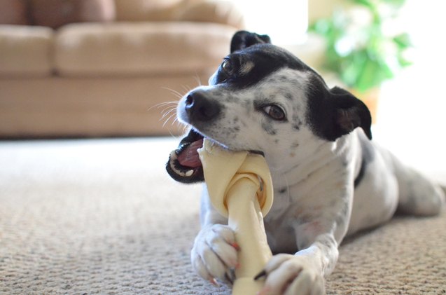 best dog chews