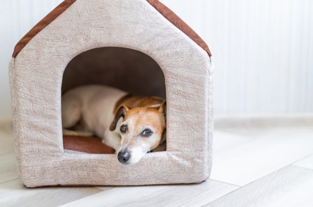 best indoor dog house