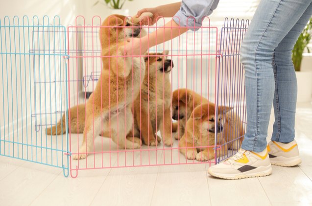 best dog pens